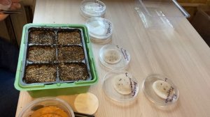 Выращиваем Астрофитумы из семян // Astrophytum variety // Пересадка уже пророщенных Астрофитумов
