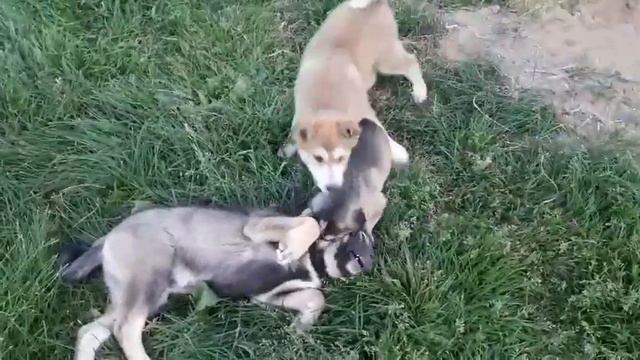 Щенки от Западно сибирской лайки в дар смотреть онлайн