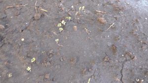 Посеянная семенами в грунт капуста взошла через пять дней