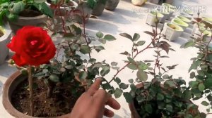 देशी गुलाब की hard pruning with update video part 2 // how to prune rose petals/ /