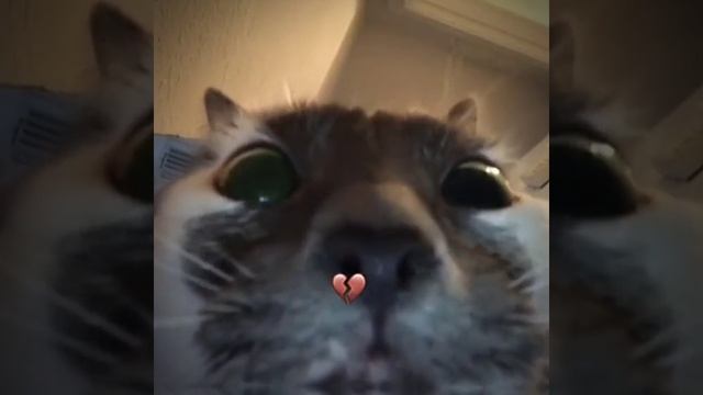 СМОТРИ И СМЕЙСЯ