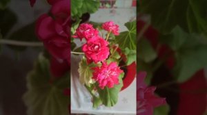 #014Пеларгония Эдвардс Тоскана/Edvard's Toscana