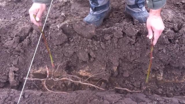 посадка малины, ежевики.mp4 смотреть онлайн