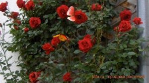 Роза плетистая Дон Жуан (rosa don don juan) ? роза Дон Жуан обзор: как сажать саженцы розы Дон Жуан