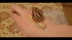 Уборка и переселение? Улитки Ахатины фулика альбино