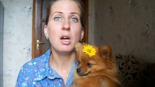 О родах померанского шпица смотреть онлайн