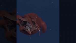 Адский кальмар-вампир