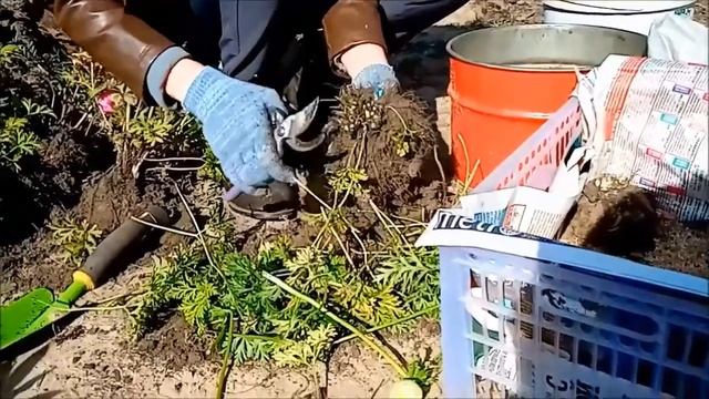 Как я храню Анемоны до весны 21 смотреть онлайн