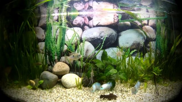 Акара неоново-голубая смотреть онлайн