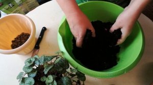 Перевалка альпийской фиалки, часть 1 (европейский цикламен)