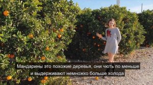 Как растут апельсины | Жизнь в Испании с Катей