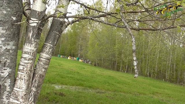 Пенье птиц весной смотреть онлайн