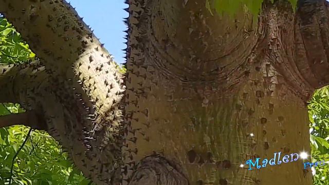 THE MOST UNUSUAI TREE IN THE WORLD   самые красивые цветущие деревья мира