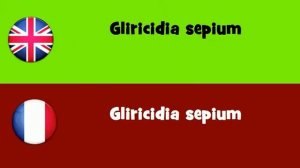 FROM ENGLISH TO FRENCH = Gliricidia sepium