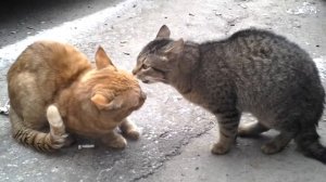 Дворовые коты