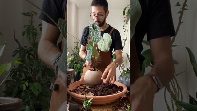 Spaghetti roots are my favourite! смотреть онлайн