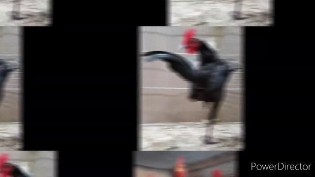 Стандарт породы карликовая Современная английская бойцовая. Новоанглийская бойцовая Модерн смотреть онлайн