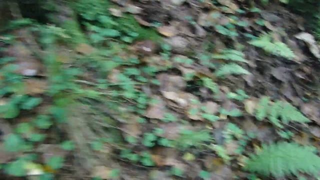 Большие и красивые грибы подмосковья. смотреть онлайн