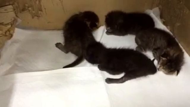 Котята 10 дней смотреть онлайн