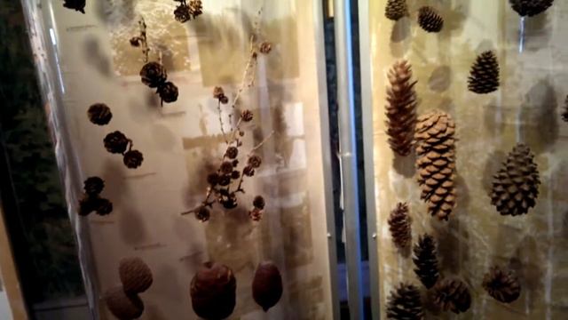 М134 - Музей леса - Москва - день 6 - видео 9 - Немец снова офигевает в России смотреть онлайн