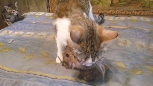 Маня крысолов / Cat vs rat