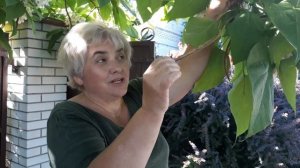 ДЕРЕВО, КОТОРОЕ ПРИВЛЕКАЕТ ВНИМАНИЕ. Мой сад. Мой опыт.