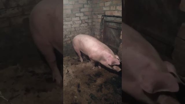 Забой свиньи "Ландраса" ? 18+