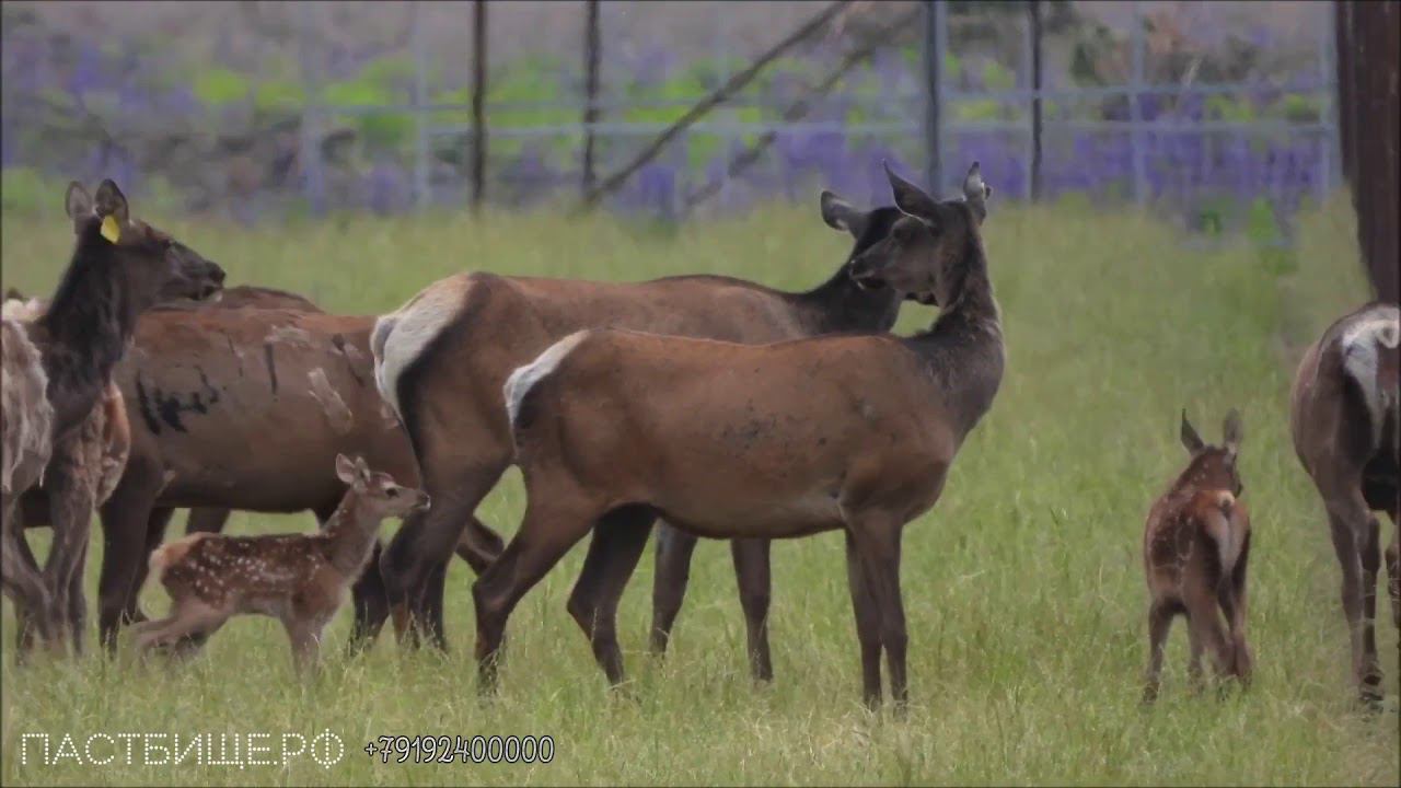 Улучшение пастбища оленей