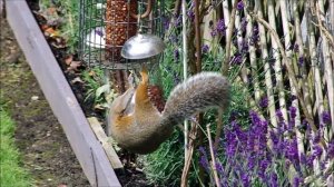 Backyard  ecoactivity London 2016