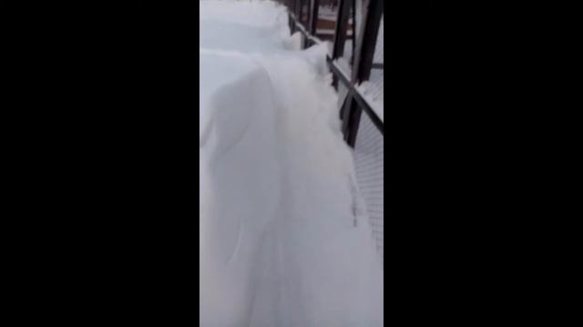 Охота на лис. смотреть онлайн