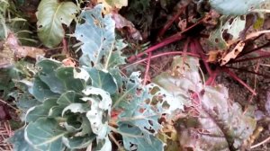 Выращивание свеклы - Эккендорфская свекла