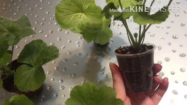 Посылка с пеларгониями: Ю-Кейли, Ю-Диско, Jagershus Falej смотреть онлайн