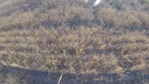 Охота на перепела в Крыму №2