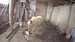 Первые Роды ОВЦЫ ?\\ Без проблем не обошлось \\ Окот овцы первородки