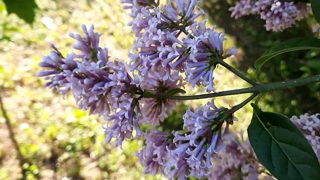 Сирень/Цветение сирени/Syringa/Lilac blossom смотреть онлайн