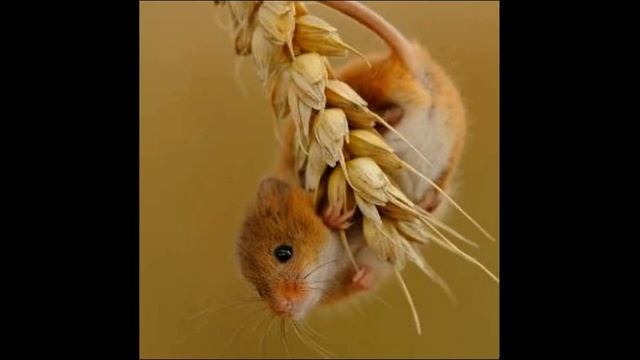 Трифон-мышегон смотреть онлайн