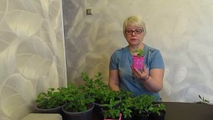 Какую рассаду цветов можно прищипывать?11.04.2019