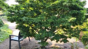 Japanese Maples - Show-Garden Stroll at Baumschule Hachmann (nursery)