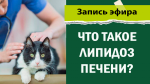 что такое липидоз печени
