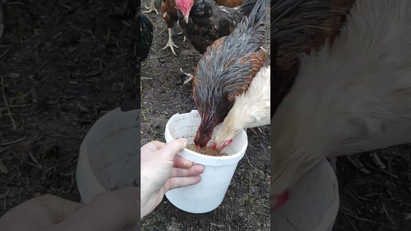 Деревенский завтрак