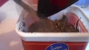 Хавортия полосатая  Haworthia fasciata УХОД размножение