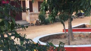 Dog breeding in the village - Разведение собак в деревне -Сладкая парочка