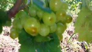 20160720 Виноград Колобок