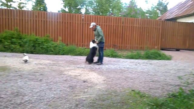 Послушание, австралийская овчарка смотреть онлайн