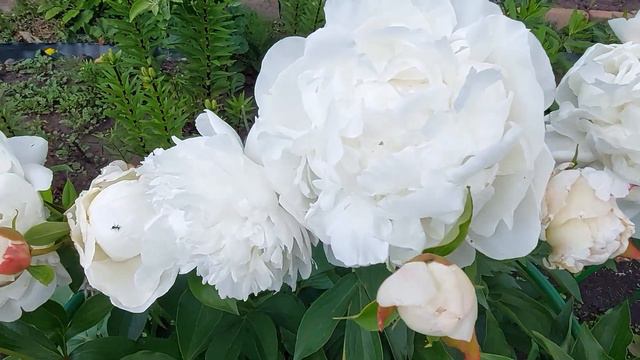 Белый пион. Неизвестный средне-поздний сорт.Очень хорош собой! Определяем сорт.Июнь 2023.