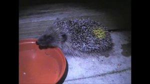 Western Hedgehog Erinaceus europaeus mother and baby feeding together