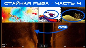 Стайная рыба Часть 4. Как выглядит рыба в эхолоте ? Поиск стайной рыбы и работа по хищнику.