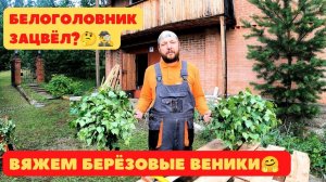 Белоголовник зацвёл? Вяжем берёзовые веники