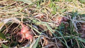 Выращивание и уборка лука шалот.