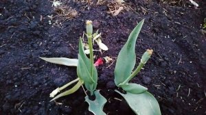 СДЕЛАЙТЕ ТАК С ТЮЛЬПАНАМИ ПОСЛЕ ЦВЕТЕНИЯ.ОТЦВЕЛИ ТЮЛЬПАНЫ.ЧТО ДЕЛАТЬ С НИМИ ДАЛЬШЕ.